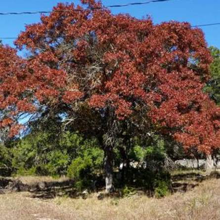 Texas Red Oak
