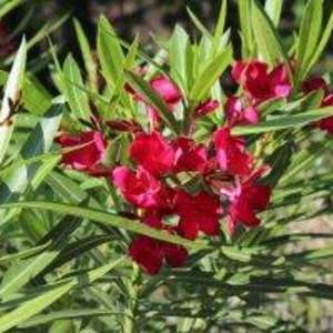 Common Oleander